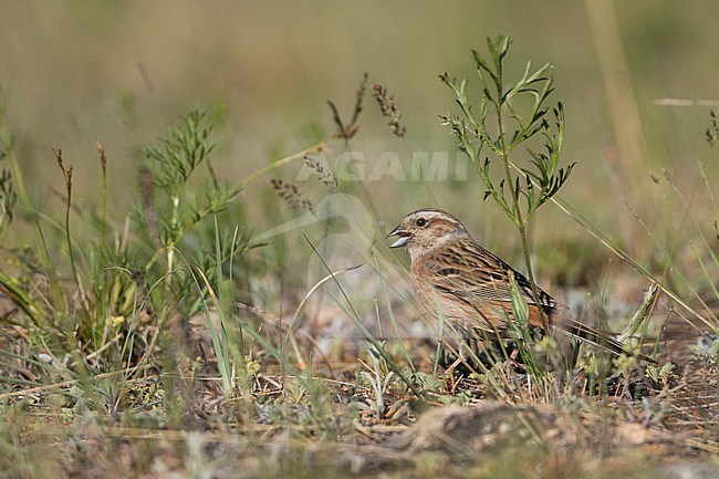 Meadow Bunting - Wiesenammer - Emberiza cioides ssp. cioides, Russia (Baikal), adult female stock-image by Agami/Ralph Martin,
