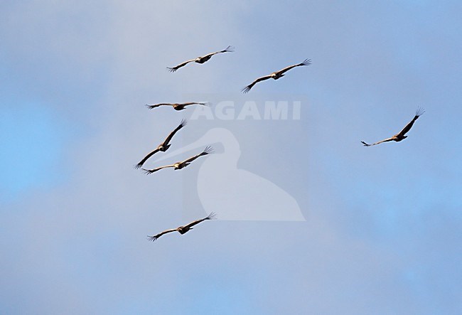 Vale Gier in de vlucht; Griffon Vulture in flight stock-image by Agami/Markus Varesvuo,