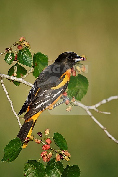 Adult male
Galveston Co., TX
April 2005 stock-image by Agami/Brian E Small,