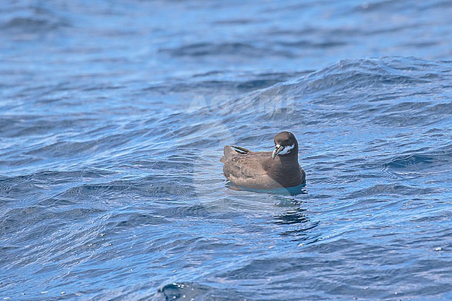 White-chinned Petrel (Procellaria aequinoctialis) off the coast of South Africa. stock-image by Agami/Pete Morris,