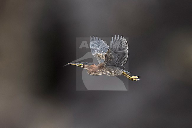 First winter Green Heron (Butorides virescens) sitting int the Doctor's House shore, Corvo, Azores, Portugal. stock-image by Agami/Vincent Legrand,