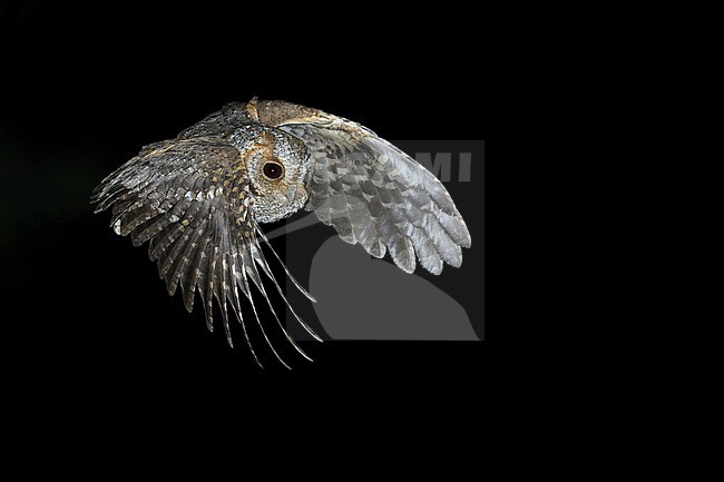 Flammulated Owl, Psiloscops flammeolus, in the United States. stock-image by Agami/Brian E Small,