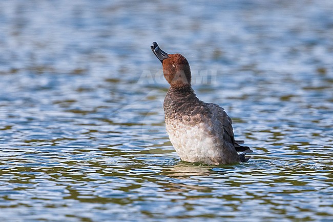 Mela Redhead stock-image by Agami/Daniele Occhiato,