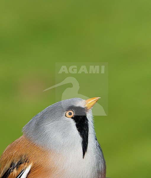 Bearded Reedling (Panurus biarmicus) male close-up, portrait stock-image by Agami/Martijn Verdoes,