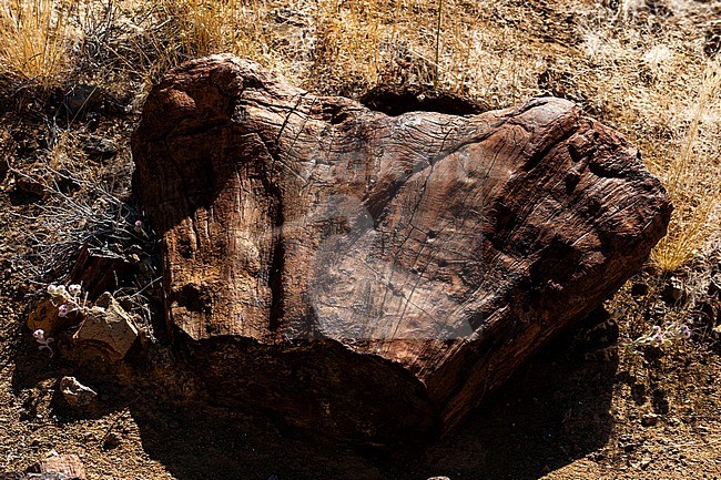 A close view of a block of petrified wood. Near Khorixas, Kunene, Namibia. stock-image by Agami/Sergio Pitamitz,