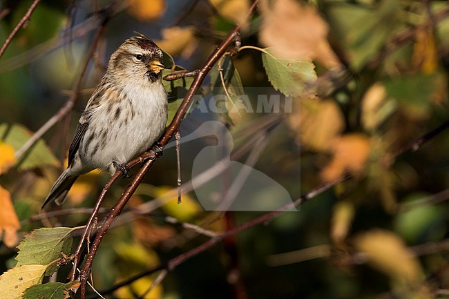 Arctic Redpoll (Carduelis hornemanni exilipes) Germany (Niedersachsen), 1st cy stock-image by Agami/Ralph Martin,