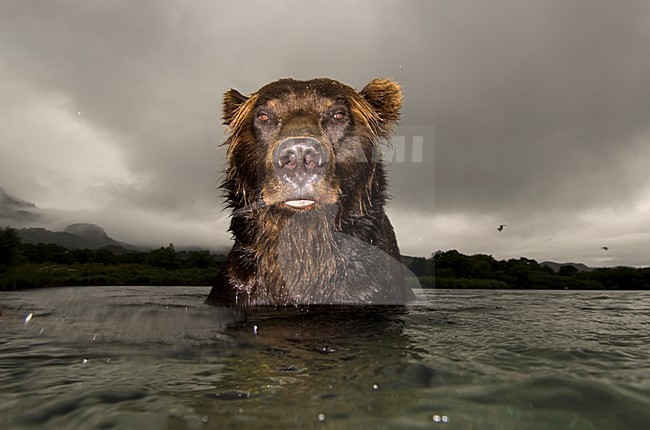 Kamtsjatkabeer close-up in water, Kamchatka Brown Bear close-up in water stock-image by Agami/Sergey Gorshkov,