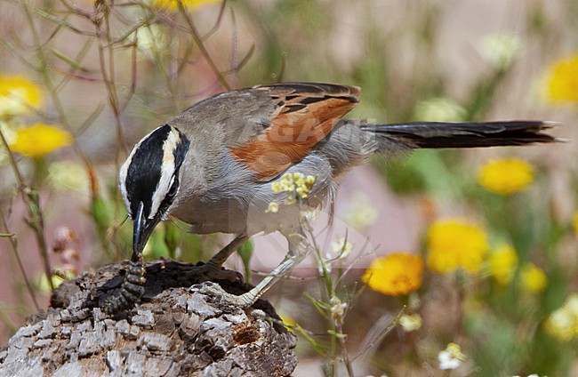 Black-crowned Tchagra (Tchagra senegalus) in Morocco. stock-image by Agami/Tomi Muukkonen,