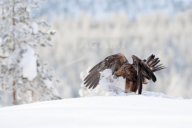 Golden Eagle (Aquila chrysaetos) in a taiga forest around Kuusamo in Finland during cold winter. Eating from a dead snow hare. stock-image by Agami/Marc Guyt,