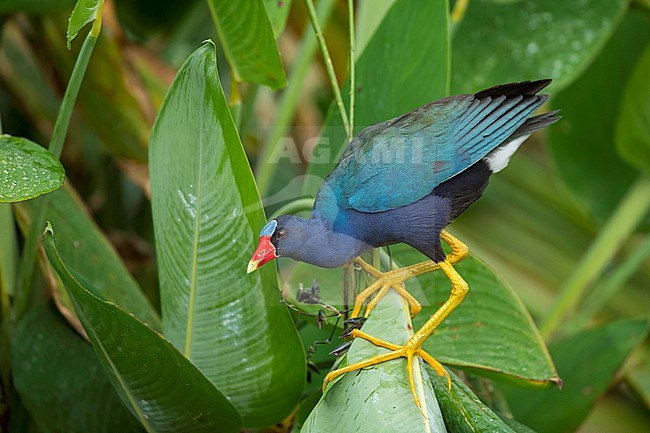 Adult male American Purple Gallinule, Porphyrio martinicus
Palm Beach Co., FL stock-image by Agami/Brian E Small,