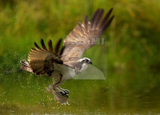 Visarend met vis, Osprey with fish stock-image by Agami/Danny Green,