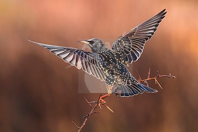 Common Starling (Sturnus vulgaris) in Italy. stock-image by Agami/Daniele Occhiato,