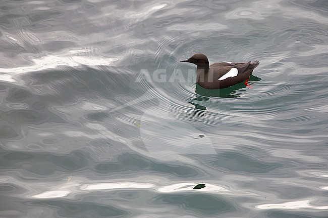 Black Guillemot (Cepphus grylle), adult swimming in the sea seen from the above, Capital Region, Iceland stock-image by Agami/Saverio Gatto,
