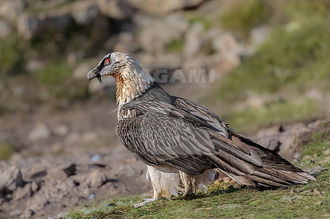 Adult Lammergeier sitting on the ground searching for bones stock-image by Agami/Onno Wildschut,