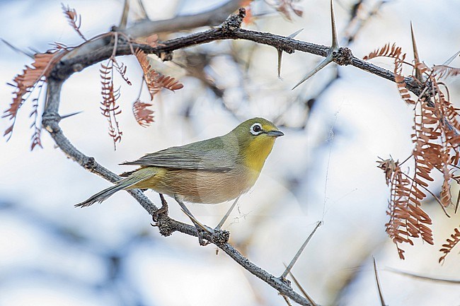 Orange River White-eye (Zosterops pallidus) in South Africa. stock-image by Agami/Pete Morris,