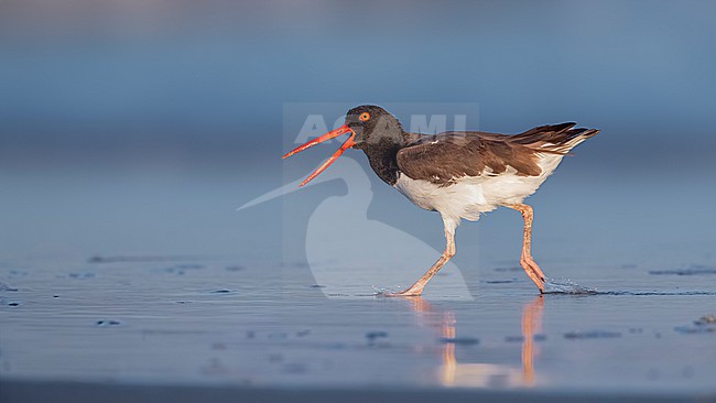 Adult American Oystercatcher (Haematopus palliatus) running at seaside of Cape May point, Cape May, United States of America. stock-image by Agami/Vincent Legrand,