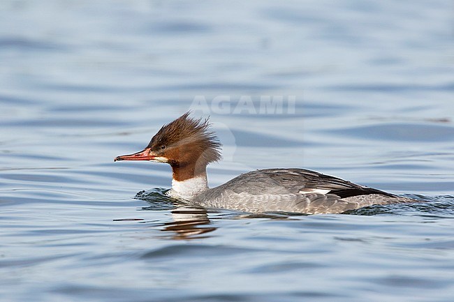Goosander, Grote Zaagbek, Mergus merganser ssp. merganser, France, adult female stock-image by Agami/Ralph Martin,