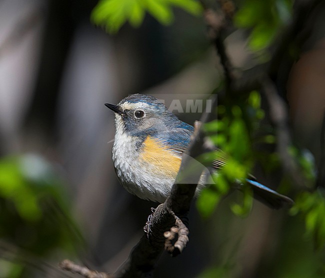 Orange-flanked Bluetail - Blauschwanz - Tarsiger cyanurus, Kazakhstan, male stock-image by Agami/Ralph Martin,