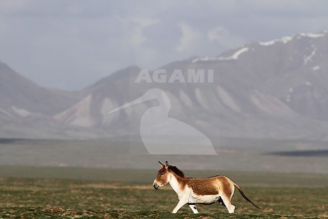 Male Kiang (Equus kiang) on the Tibetan plateau. The largest of the wild asses and it inhabits montane and alpine grasslands stock-image by Agami/James Eaton,