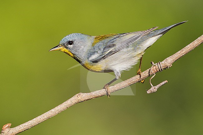 Mannetje Brilparulazanger, Male Northern Parula stock-image by Agami/Brian E Small,