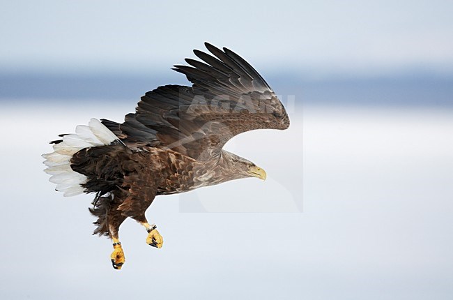 Zeearend onvolwassen vliegend; White-tailed Eagle immature flying stock-image by Agami/Markus Varesvuo,