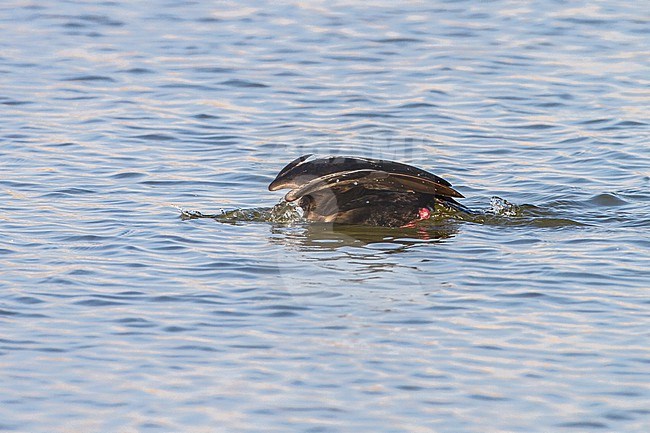 Grote Zee-eend, Velvet Scoter, Melanitta fusca adult male swimming and feeding on fresh water lake in morning light stock-image by Agami/Menno van Duijn,