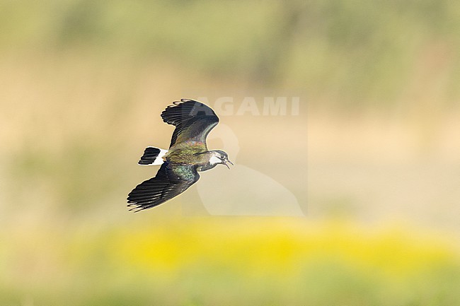  stock-image by Agami/Menno van Duijn,