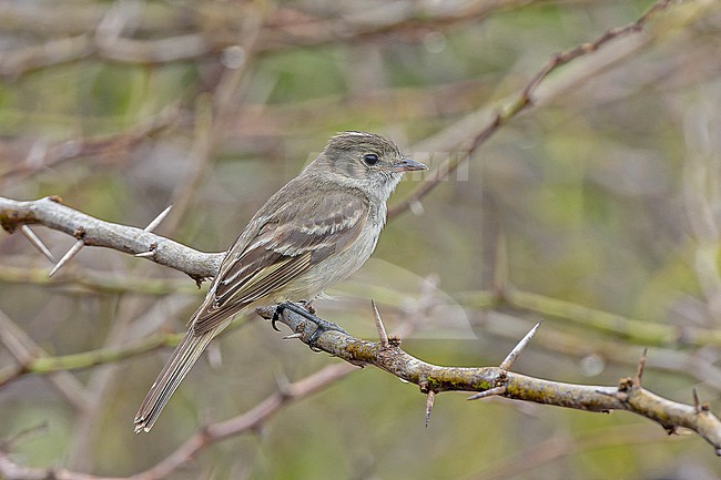 Caribbean Elaenia (Elaenia martinica) in Puerto Rico. stock-image by Agami/Pete Morris,