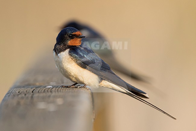 Barn Swallow - Rauchschwalbe - Hirundo rustica ssp. rustica, Hungary, adult male stock-image by Agami/Ralph Martin,
