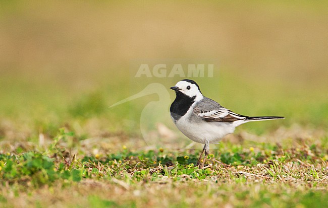 Witte kwikstaart volwassen; White Wagtail adult stock-image by Agami/Marc Guyt,