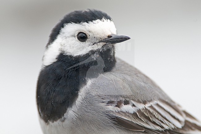 Volwassen Witte kwikstaart close-up; Adult White Wagtail close up stock-image by Agami/Hans Germeraad,