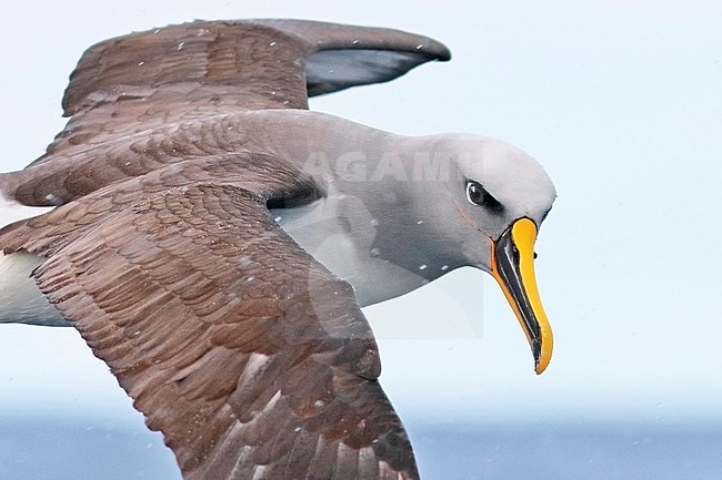 Northern Buller's Albatross, Thalassarche (bulleri) platei stock-image by Agami/Georgina Steytler,