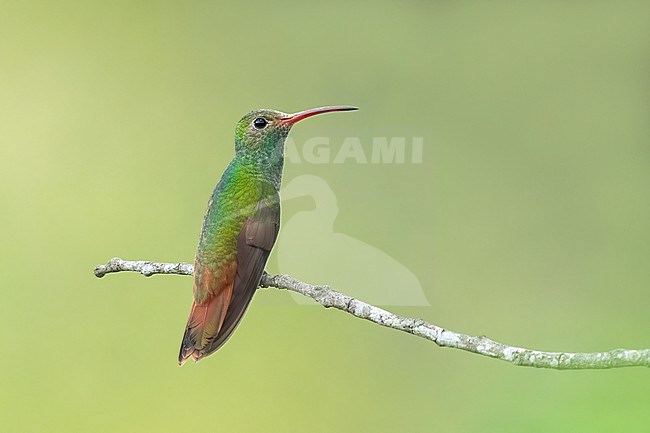 Adult male
Coahuila, Mexico
May 2022 stock-image by Agami/Brian E Small,