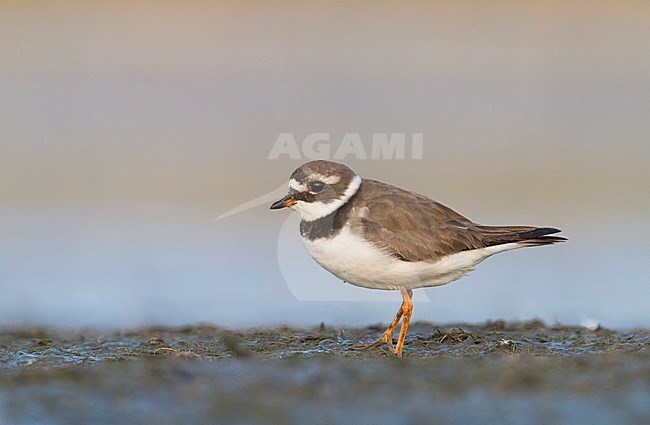Common Ringed Plover - Sandregenpfeifer - Charadrius hiaticula, Germany, adult female stock-image by Agami/Ralph Martin,
