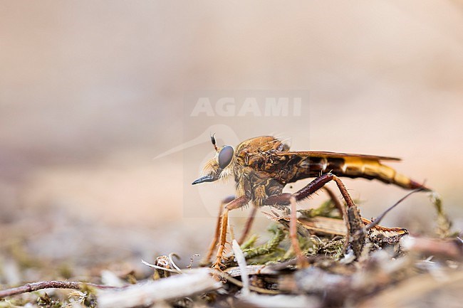 Asilus crabroniformis - Hornet robberfly -  Hornissen-Raubfliege, France (Landes), imago stock-image by Agami/Ralph Martin,