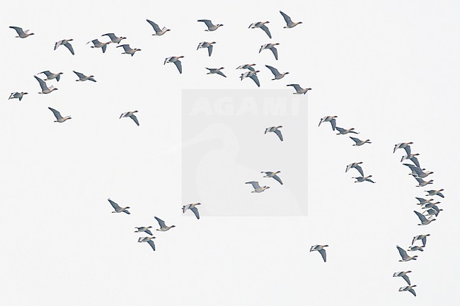  stock-image by Agami/Menno van Duijn,