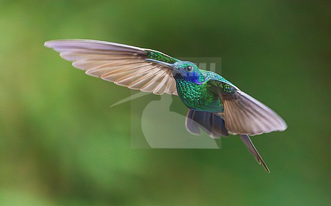 Sparkling Violetear (Colibri coruscans) stock-image by Agami/Lennart Verheuvel,