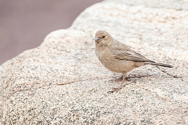 Female Sinai Rosefinch (Carpodacus synoicus) perched on a white rock in a desert canyon near Eilat, Israel stock-image by Agami/Marc Guyt,