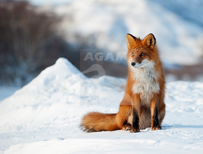 Vos in de sneeuw, Red Fox in the snow stock-image by Agami/Sergey Gorshkov,