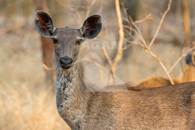 Female Sambar deer, Rusa unicolor, in India's Bandhavgarh National Park. Madhya Pradesh, India. stock-image by Agami/Sergio Pitamitz,
