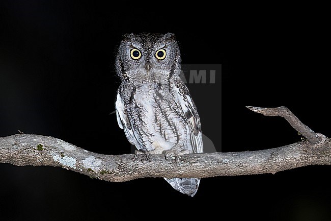 Eastern Screech-Owl (Megascops asio) Perched on a branch at night  in USA stock-image by Agami/Dubi Shapiro,