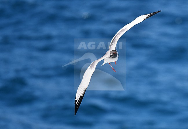 Adult Swallow-tailed Gull (Creagrus furcatus) on the Galapagos islands. Flying above the ocean. stock-image by Agami/Laurens Steijn,