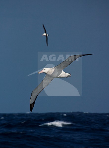 Grote Albatros vliegend; Snowy (Wandering) Albatross flying stock-image by Agami/Marc Guyt,