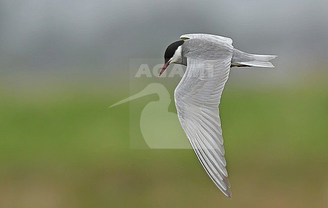 Whiskered Tern (Chlidonias hybrida) at their only breeding in The Netherlands stock-image by Agami/Eduard Sangster,