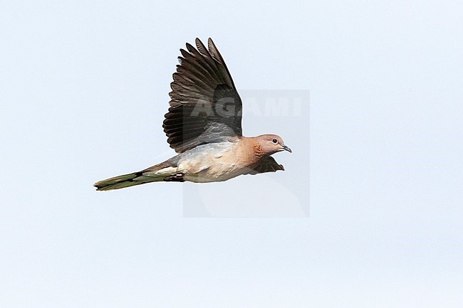 Laughing Dove (Streptopelia senegalensis) in Israel. stock-image by Agami/Marc Guyt,