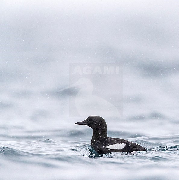 Black Guillemot (Cepphus grylle) in summer plumage swimming in harbor of Vadso in arctic Norway. stock-image by Agami/Marc Guyt,