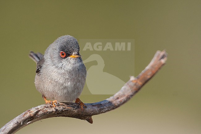 Balearic Warbler - BalearengrasmÃ¼cke - Sylvia balearica, Mallorca, adult male stock-image by Agami/Ralph Martin,