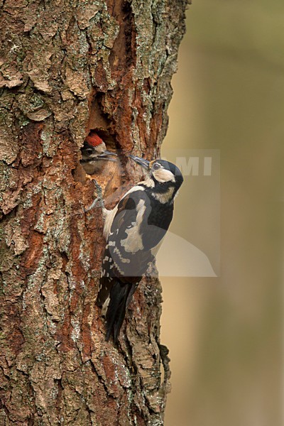  stock-image by Agami/Walter Soestbergen,