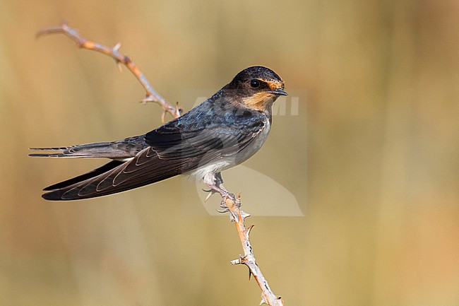 Barn Swallow (Hirundo rustica) in Italy. stock-image by Agami/Daniele Occhiato,