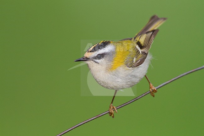 Firecrest - Sommergoldhähnchen - Regulus ignicapilla ssp. ignicapilla, Germany stock-image by Agami/Ralph Martin,